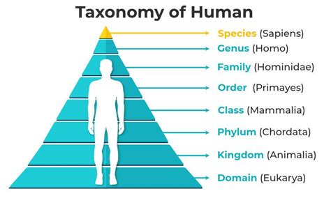 Taxonomy .